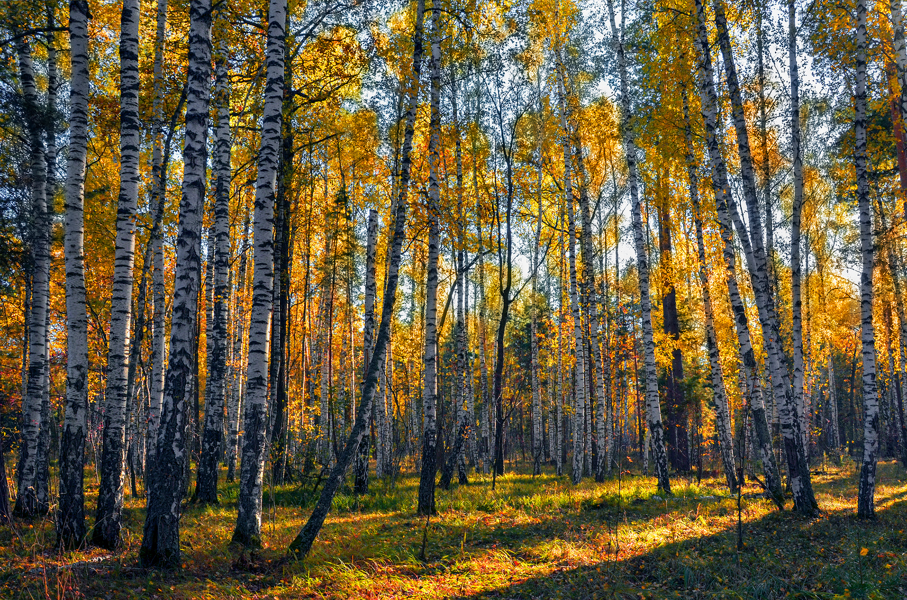 ***Осенние берёзы. 