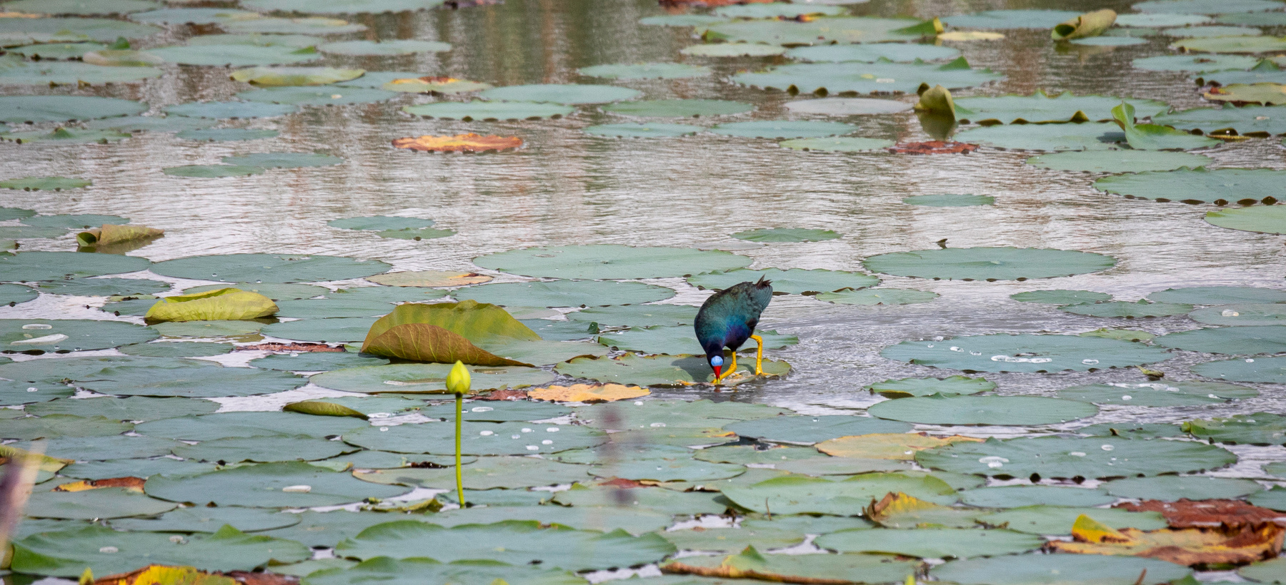 В тихой заводи Султанка Purple Gallinule Porphyrio martinica