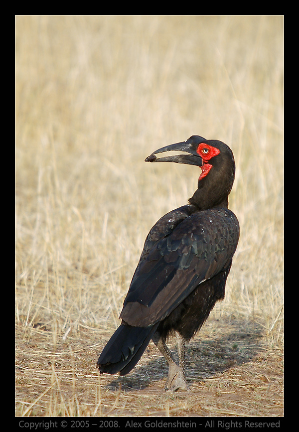 Кафрский рогатый ворон (Bucorvus leadbeateri). Африка, Кения Кафрский рогатый ворон (Bucorvus leadbeateri).