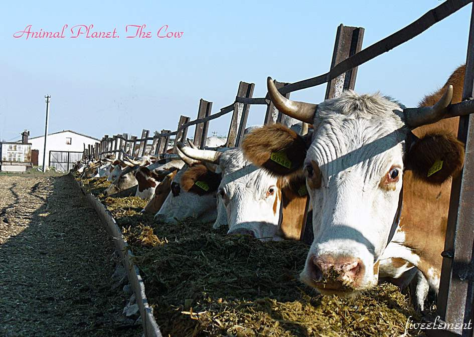 Animal planet. The cow Корова Cow Лето Summer Солнце Sun День Day