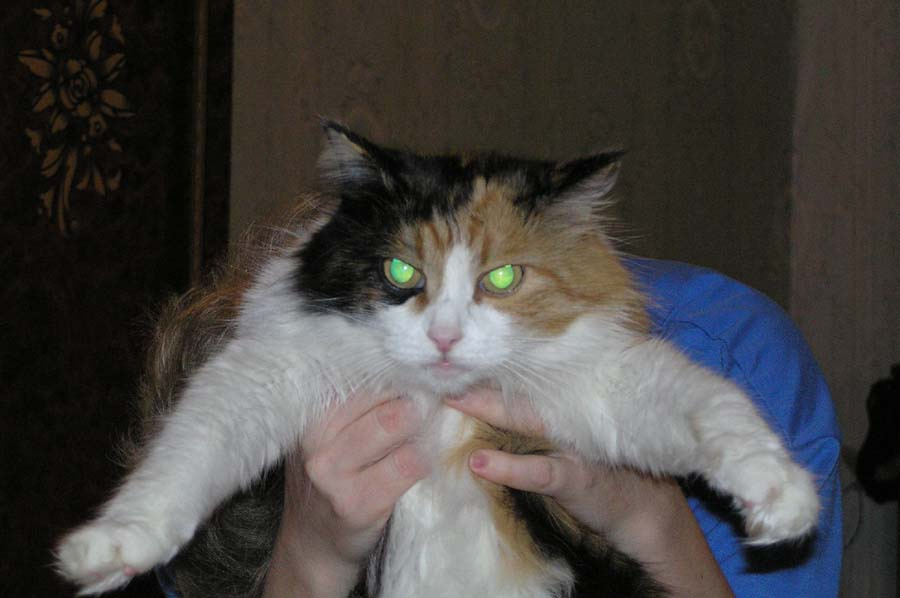 Сдавайся ведьм....<<ночной дозор>> глаза, кошка, ночной дозор