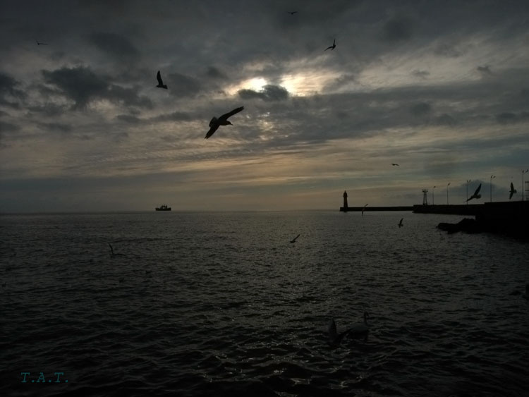 - Лебедь, Сочи, море