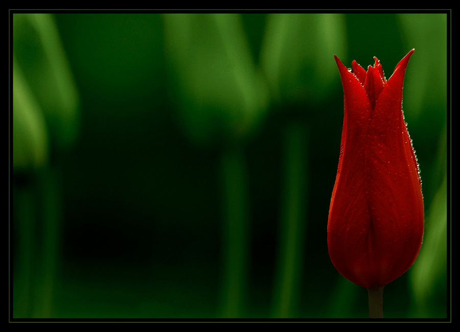 Red/Green! 