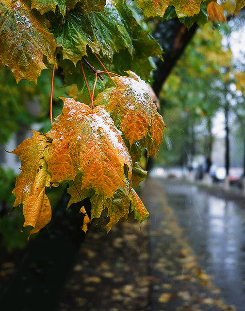 Лед и пламя :) клен, осень, оранжевый, дождь, снег