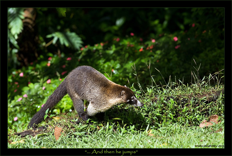 ... А потом он прыгнул носуха коатимунди Коста-Рика coatimundi Costa Rica