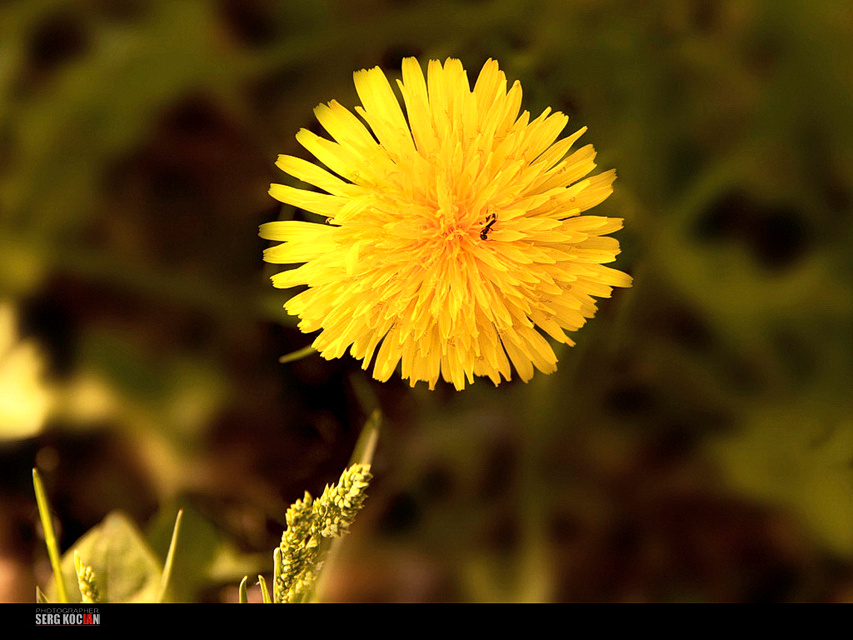  Little yellow sun. ***