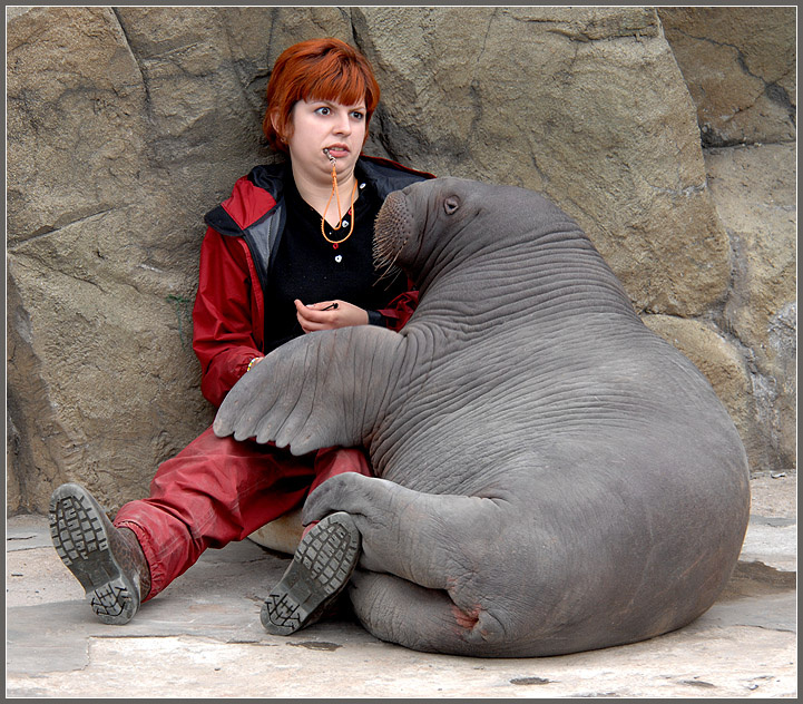 Все-таки поцеловала... тихоокеанский морж Odobenus rosmarus divirgens