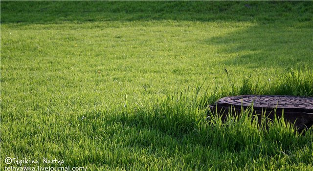 green green, grass, hatch, трава