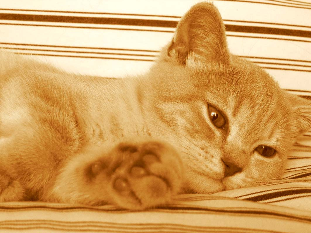 Котейка кошка