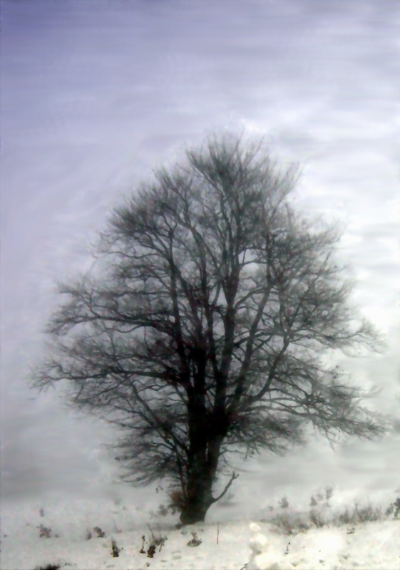 026 Дерево
