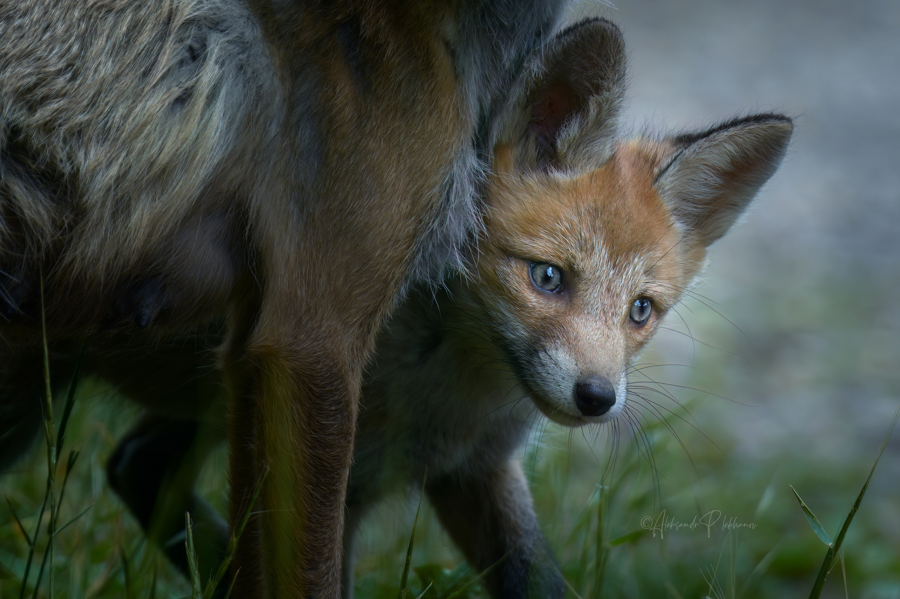А мне совсем не страшно... Little Fox
