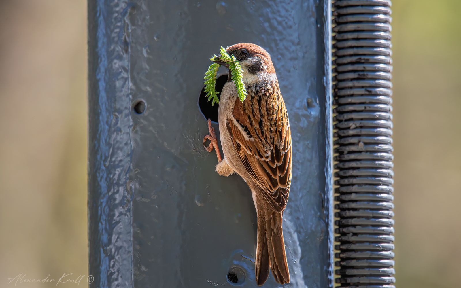 Воробьиный домострой воробей полевой passer montanus