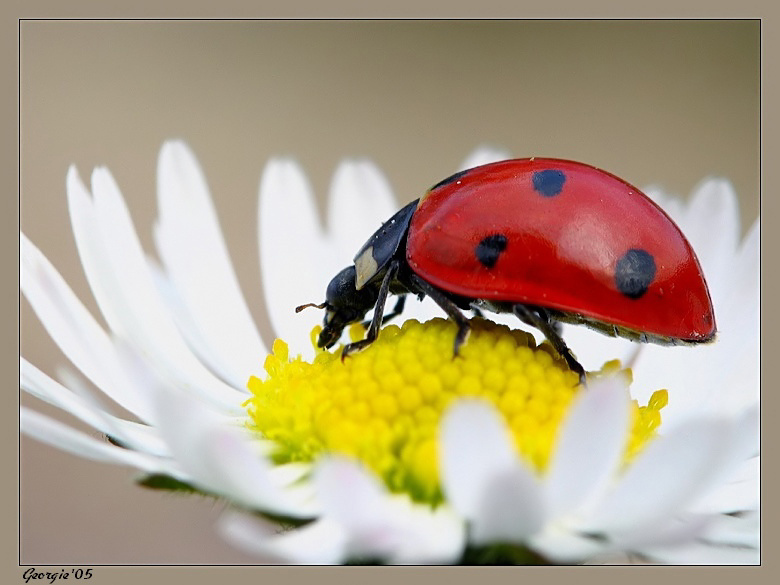 Ladybird 