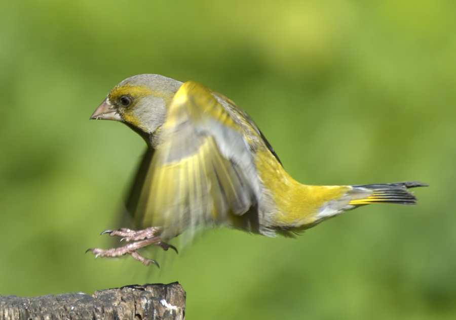 Немов зеленушка, Greenfinch, Chloris chloris, Немов, полет, гимнастика