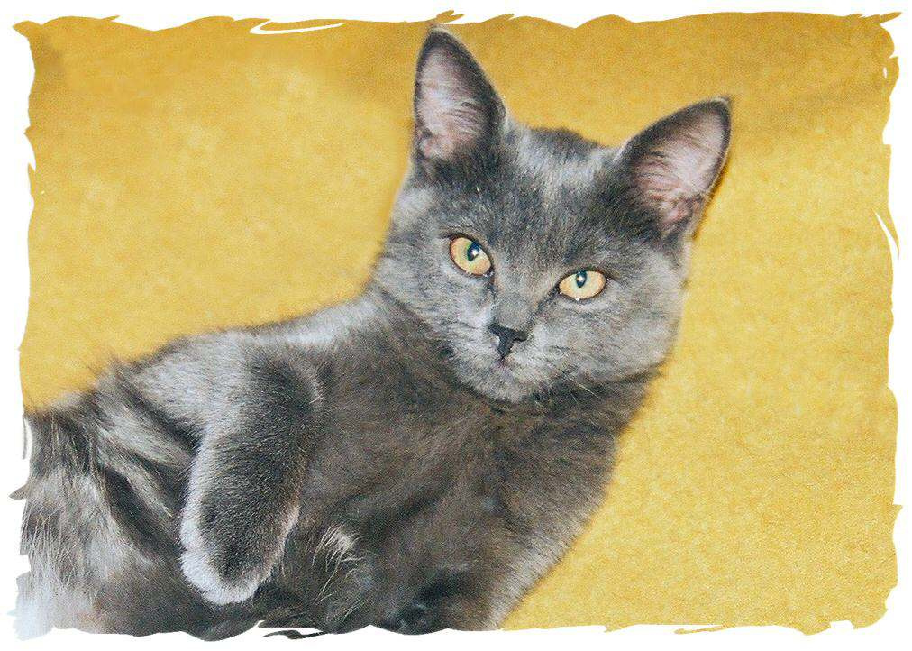 Кошки бывают разные Кошка Лана сыта