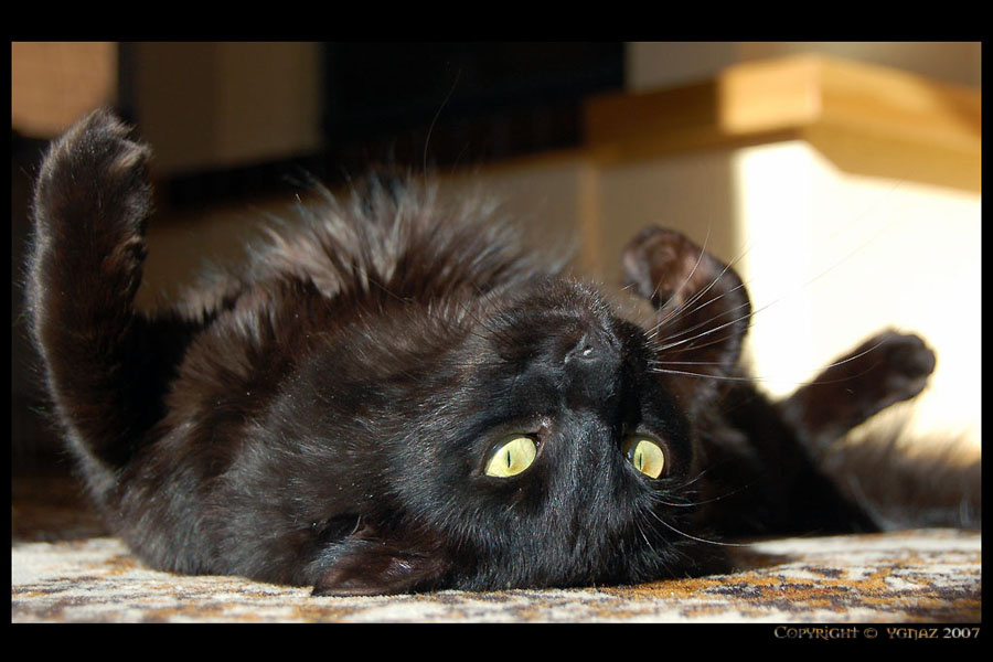Pifas Cat