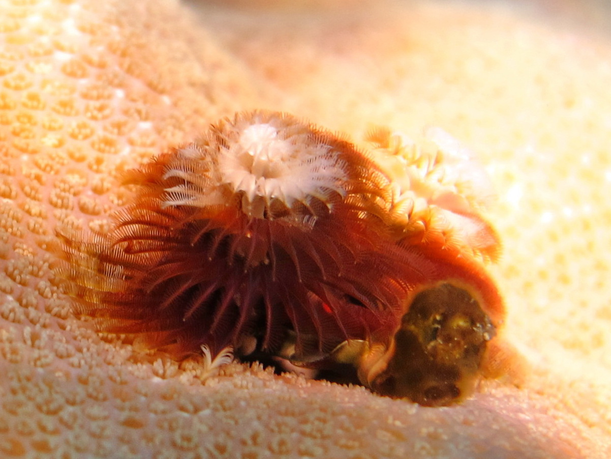 Новогодние ёлочки. 2012 gorgonia red sea shams alam spirobranchus giganteus the sun underwater world горгония елочки кораллы луциан бохар марса алам шамс