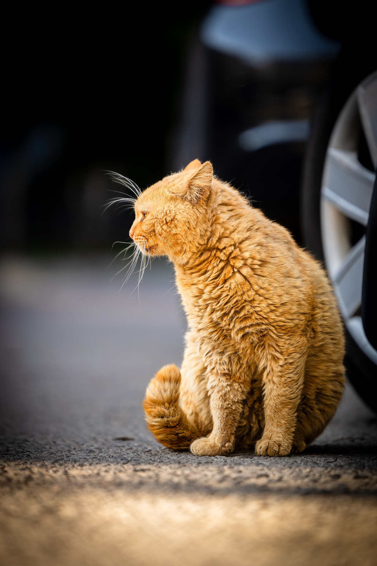 Дворянин (2) уличный рыжий кот