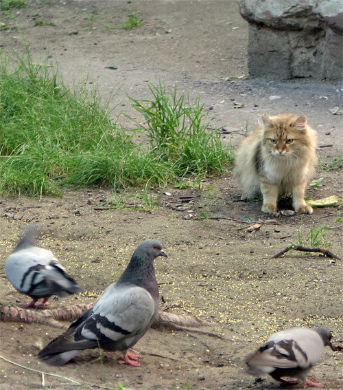 Кошачий гипноз 