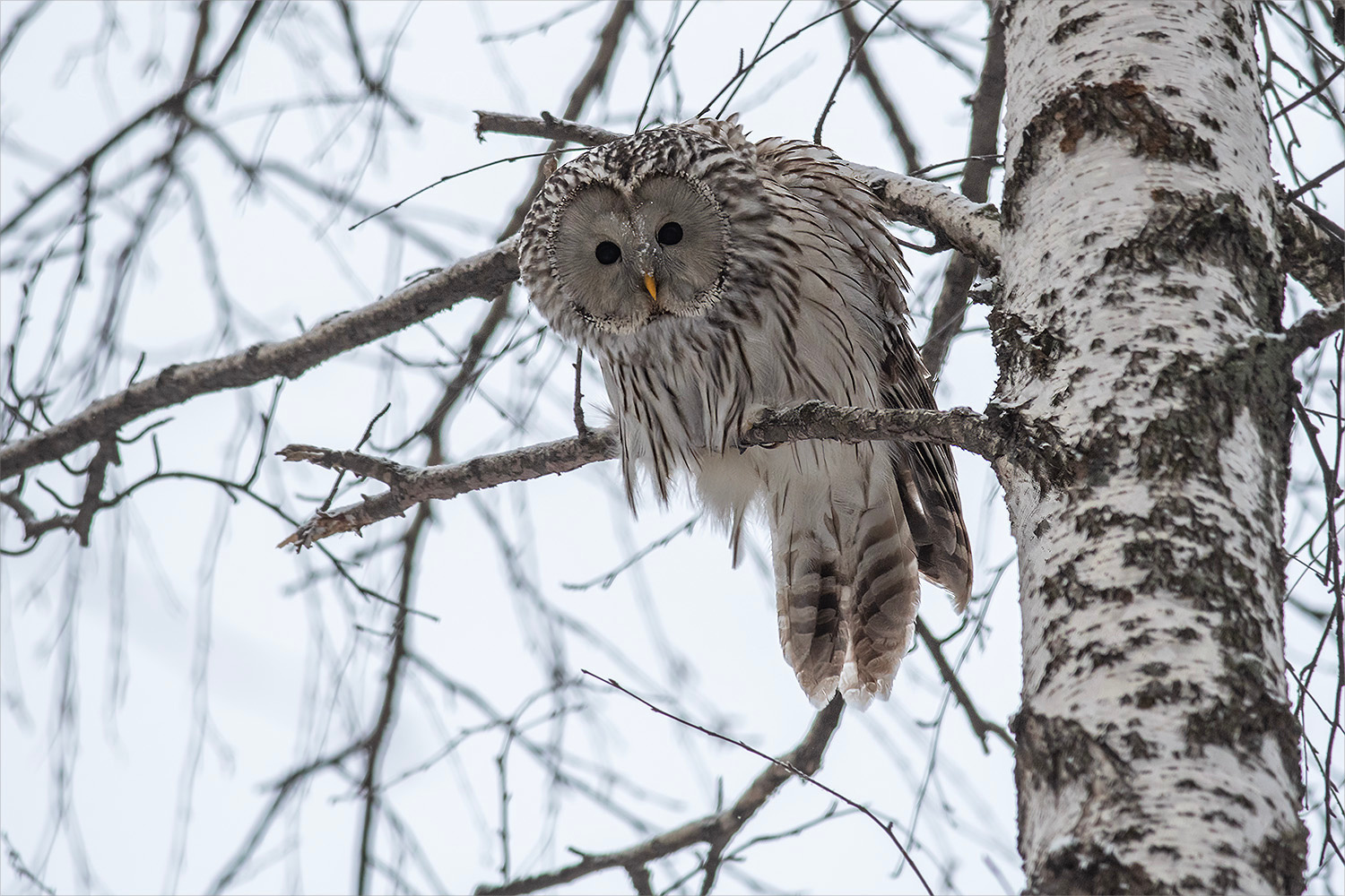 * Птица Сова Неясыть Длиннохвостая Strix uralensis Фотоохота Природа Южный Урал