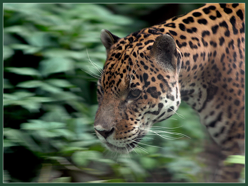 На дело... ягуар Panthera onca
