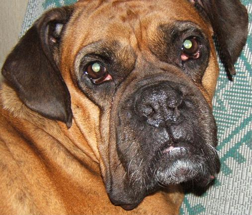 Vily boxer