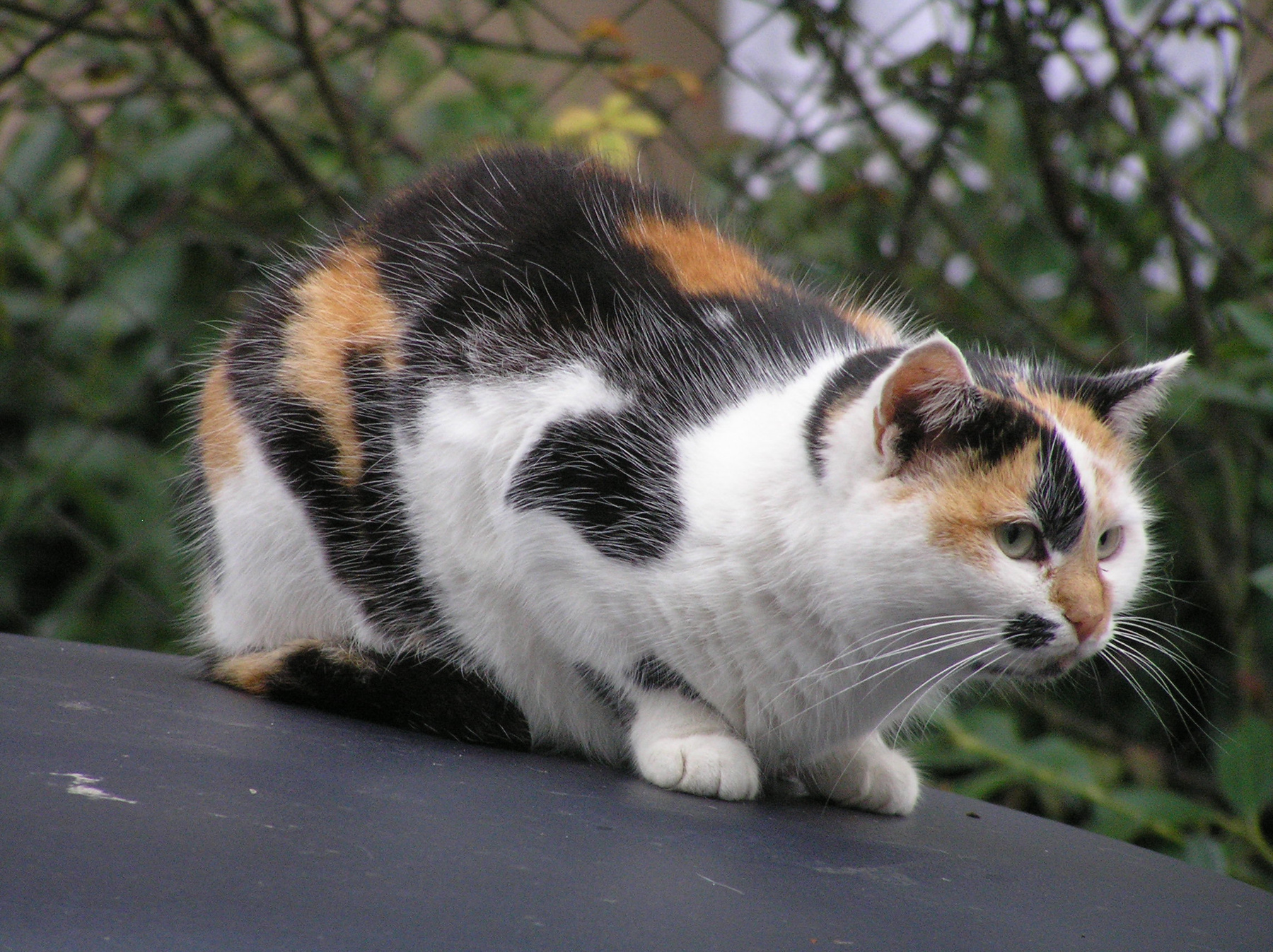 *** Животные кот коты уличная фотография