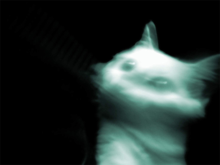 Чужие! котенок