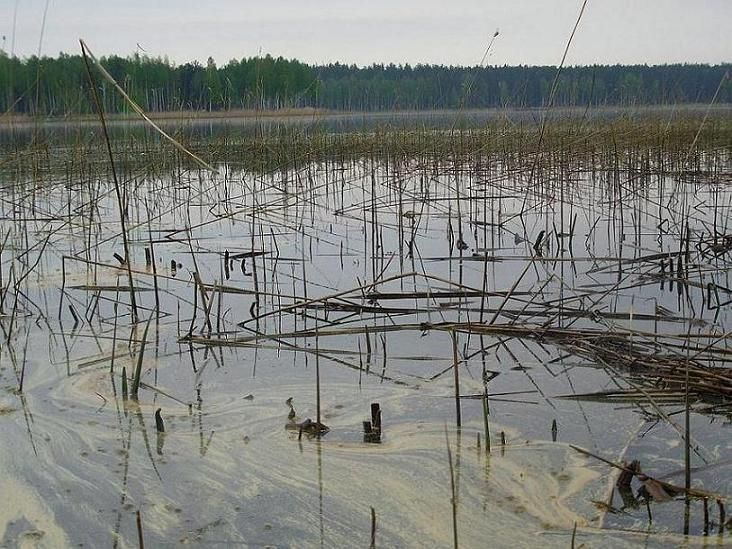 Утро на озере. озеро, утро, камыш, вода, лес, туман