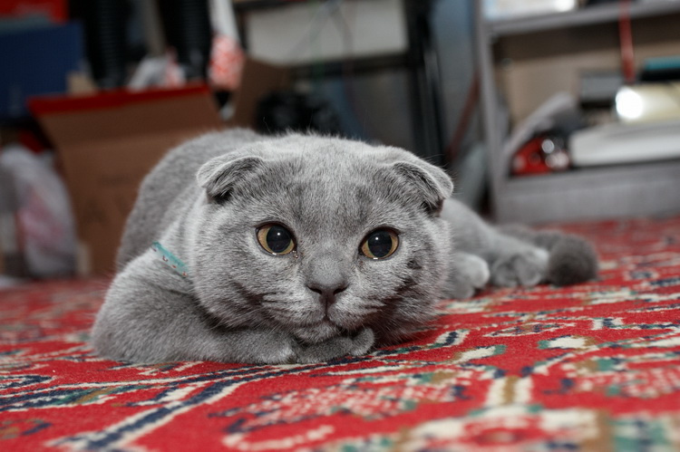 Ася 