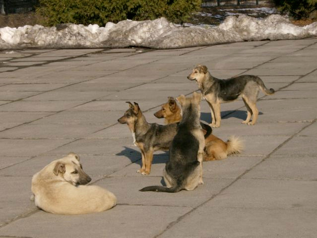 Равняйсь! Смирно! Равнение на Весну! Dogs, watching, for, pair