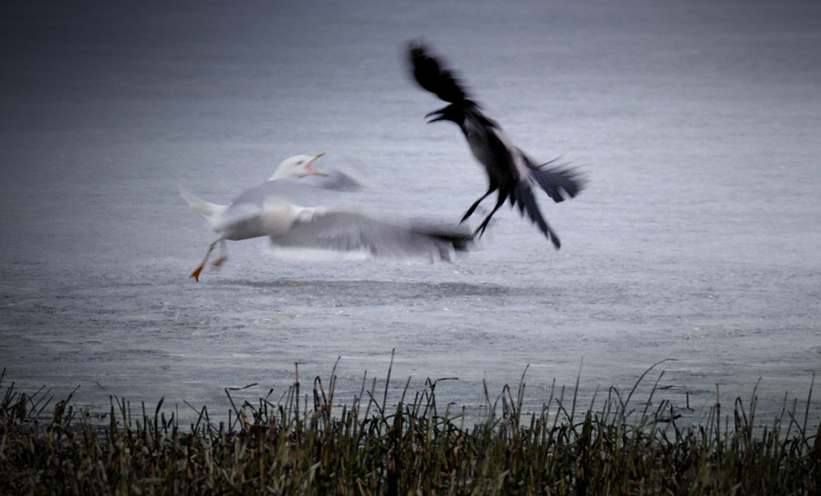 Battle gull, crow, bird