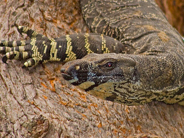 Goanna Гуанна ящерица Австралия