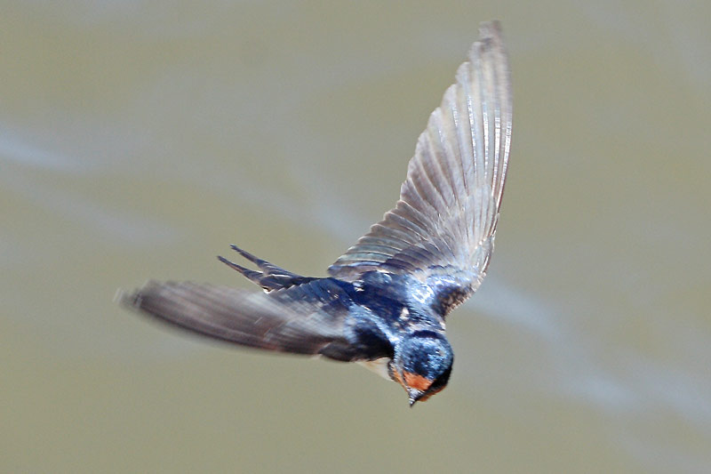 ласточка,(Hirundo rustica) 