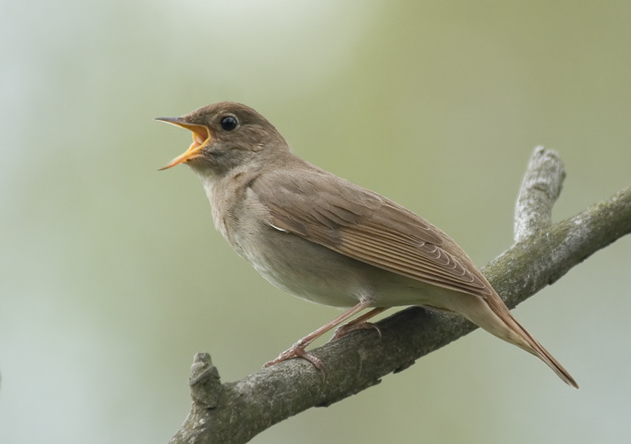 Соловей Соловей, Thrush Nightingale, Luscinia, песня