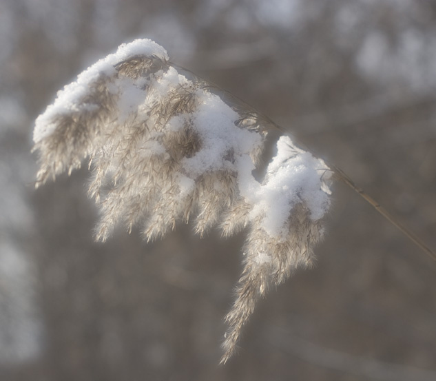 soft трава озеро