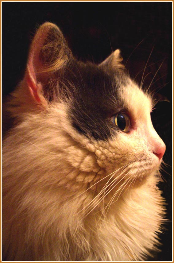 Мой котяра Гоша кот