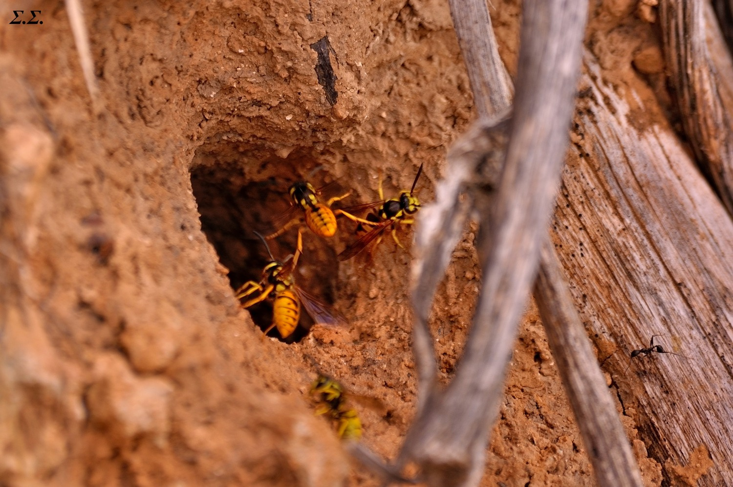 HORNET'S NEST 