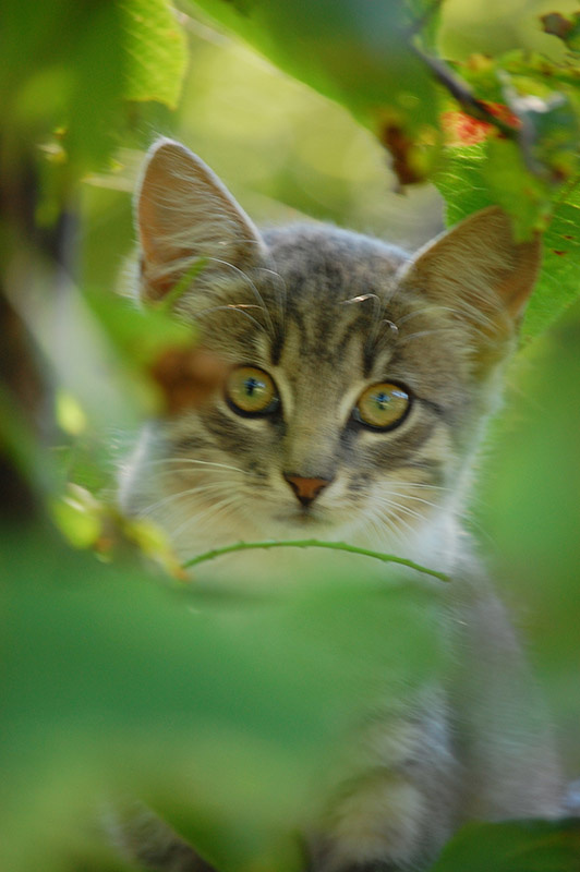 портрет кошки кошка серая забор