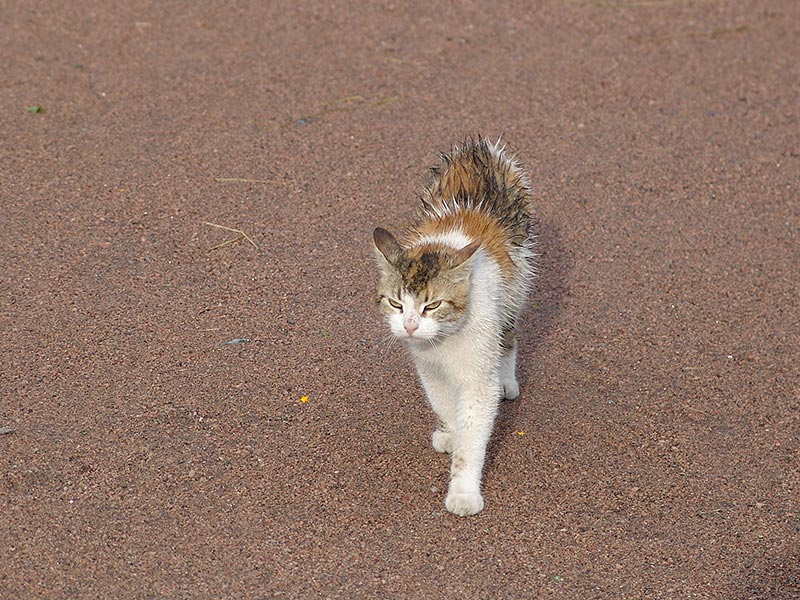 Дождь кончился кот, хищник, дождь