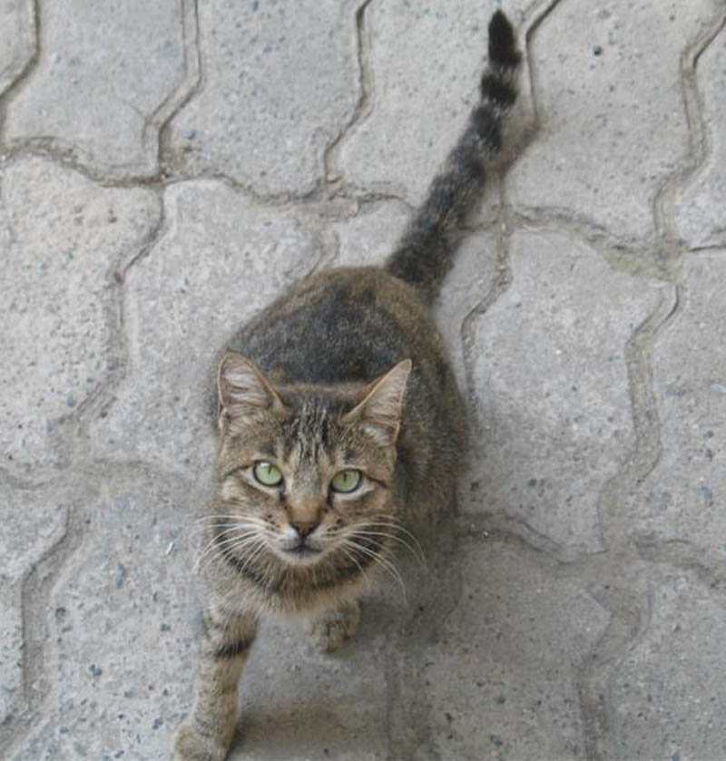 Кошка кошка, кот, котенок