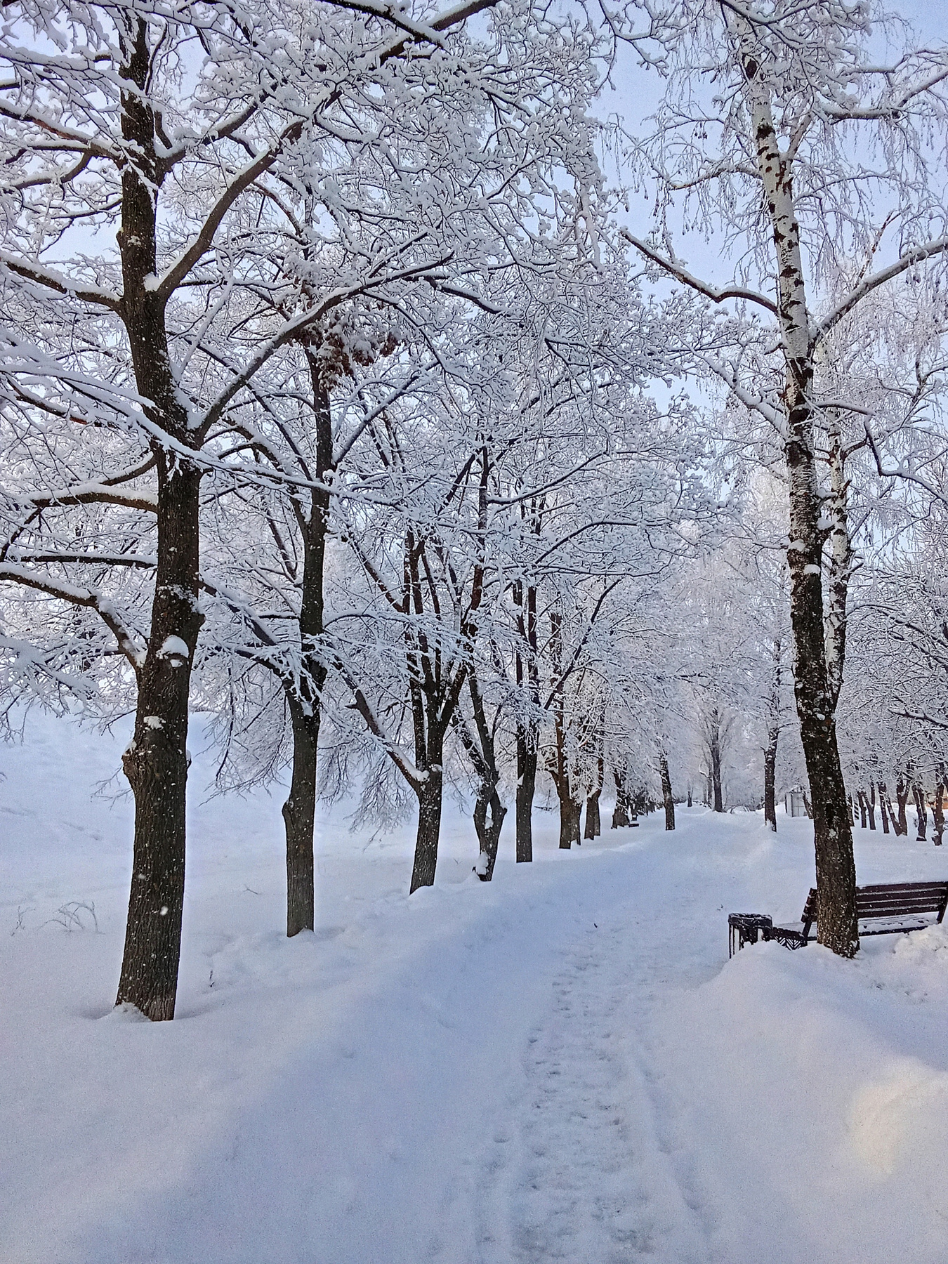 Winter Walk winter snow landscape snowtrees natural_light