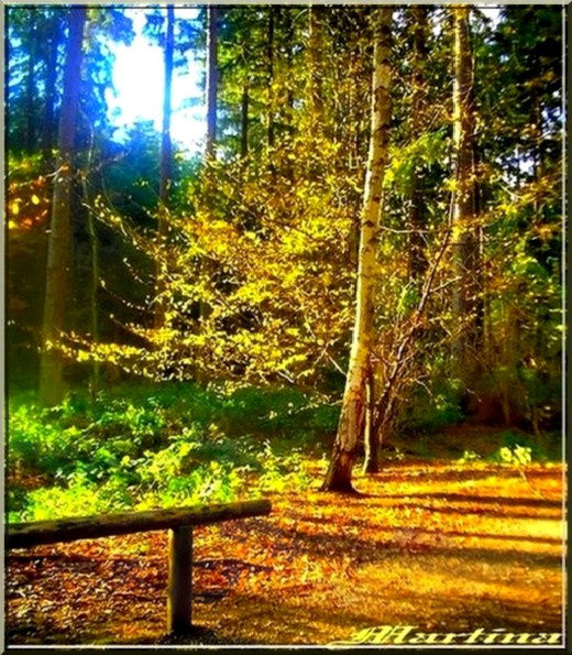 *** Осень. Лес. Солнце