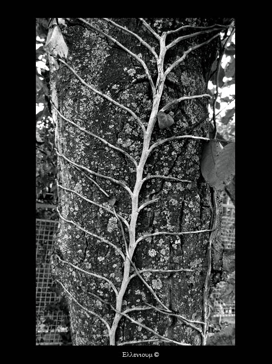 Embrace грецкий орех дерево хватка walnut tree embrace