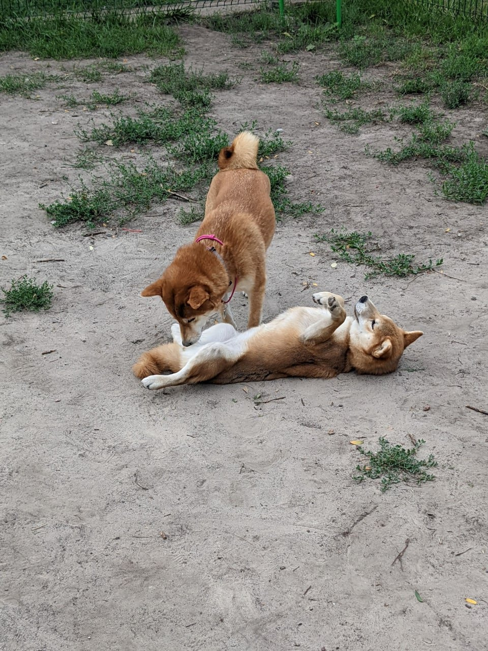 Лежачих не бьют животные собака шиба днепр утро shiba inu город дружба любовь