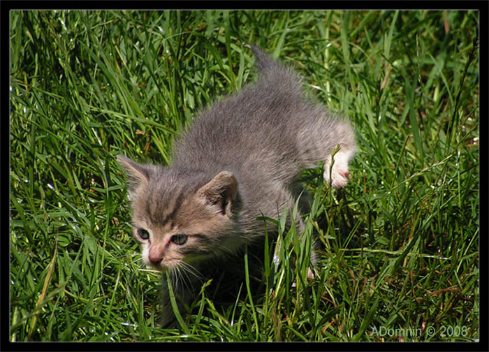 длинная дорога домой... кот котенок