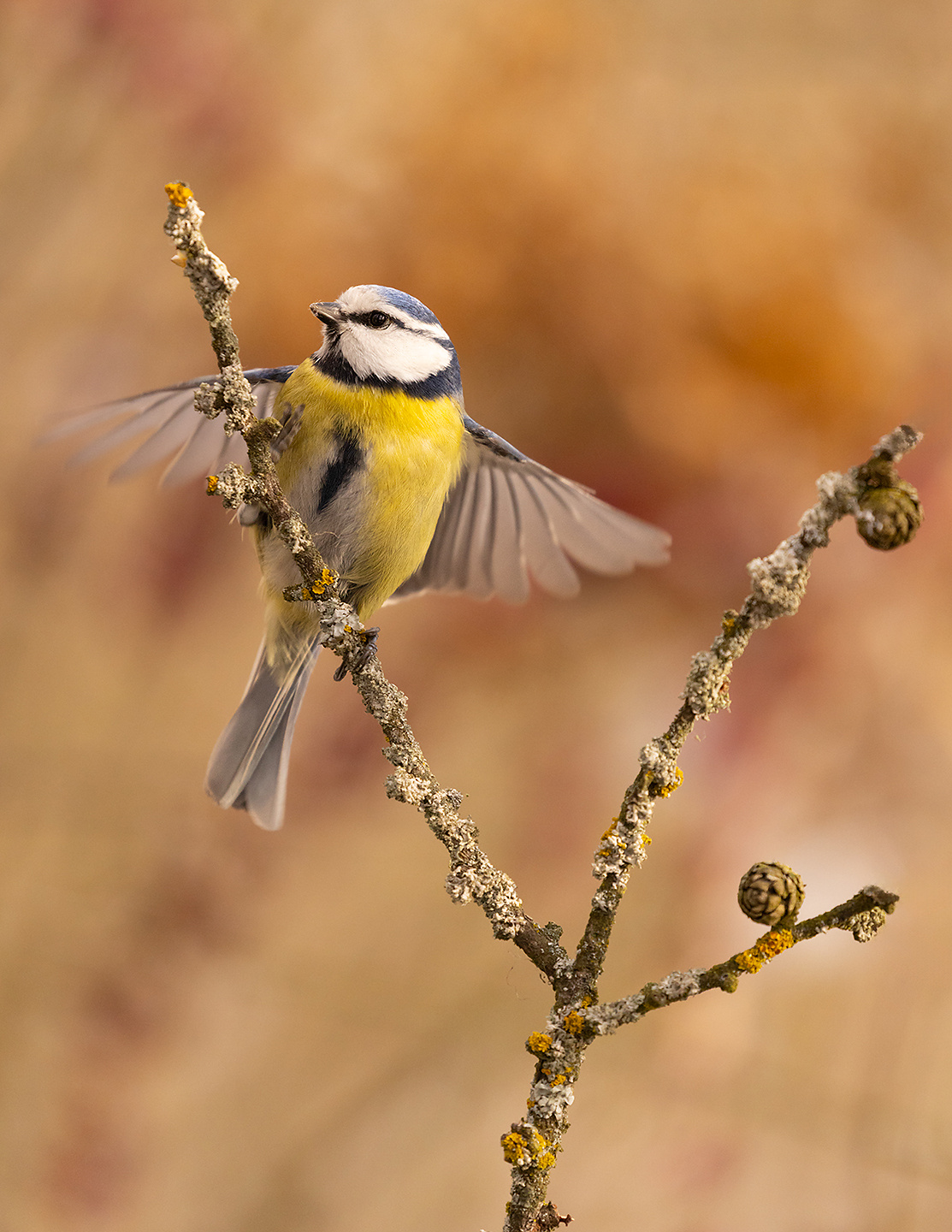 Titmouse 