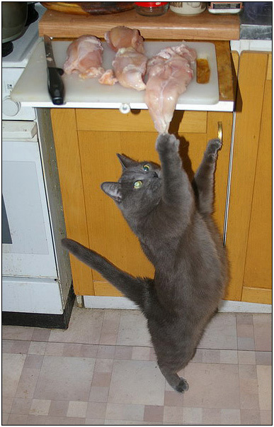 На месте преступления :)) кот обормот вороватый котомафия