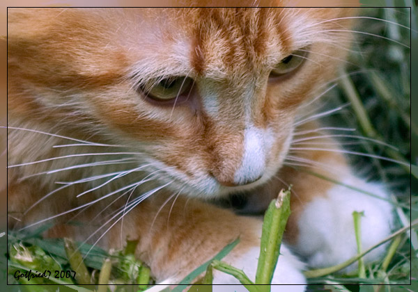 * кошки