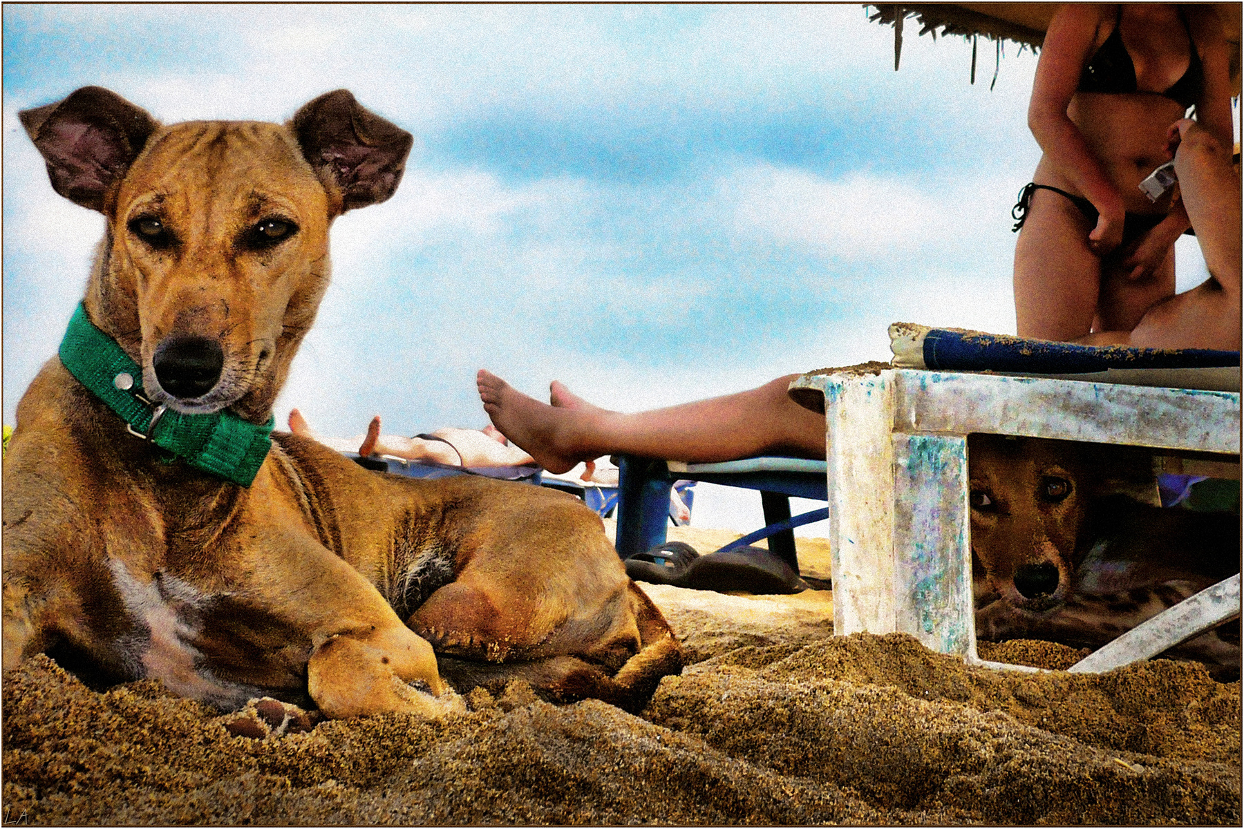 Бич Догз (Beach Dogs) или семь лап на двоих фототренер Александр Мамакин Творческий Союз Снежный Лев Lighra Advenyture Светлана Мамакина Путешествие Цейлон Шри-Ланка Индийский океан пляж собаки люди утро весна